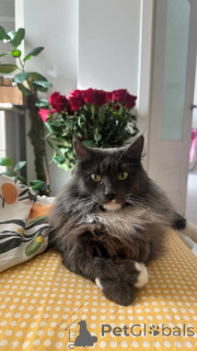 Foto №2 zu Ankündigung № 135233 zu verkaufen  - einkaufen Russische Föderation 