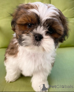 Foto №1. shih tzu - zum Verkauf in der Stadt Helsinki | 550€ | Ankündigung № 159467