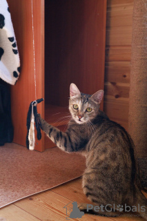 Foto №3. Die liebevolle Katze Melissa sucht ein Zuhause.. Russische Föderation