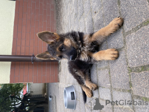 Foto №4. Ich werde verkaufen deutscher schäferhund in der Stadt Ostrów Wielkopolski. züchter - preis - verhandelt