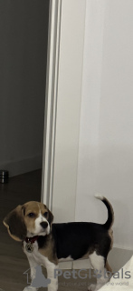 Foto №1. beagle - zum Verkauf in der Stadt Аликанте | 1100€ | Ankündigung № 76626