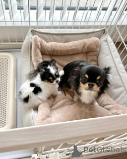 Foto №1. chihuahua - zum Verkauf in der Stadt Бернау | Frei | Ankündigung № 139185