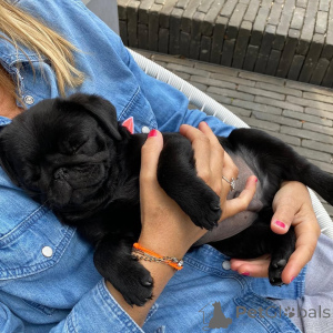 Foto №1. mops - zum Verkauf in der Stadt Adutiškis | verhandelt | Ankündigung № 159851