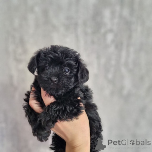 Foto №2 zu Ankündigung № 164027 zu verkaufen pudel (toy) - einkaufen Finnland quotient 	ankündigung, aus dem tierheim