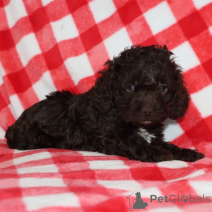 Foto №2 zu Ankündigung № 163935 zu verkaufen  - einkaufen Großbritannien quotient 	ankündigung