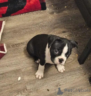 Foto №3. Boston-Terrier-Welpen nur noch 2 verfügbar Schreiben Sie mir per WhatsApp 44. Deutschland