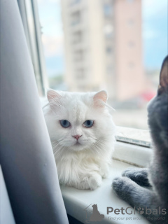 Foto №2 zu Ankündigung № 50724 zu verkaufen britisch kurzhaar - einkaufen Bulgarien züchter