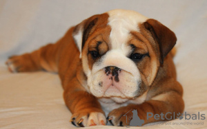 Foto №3. schöne englische Bulldogge Welpen zur Adoption. Deutschland