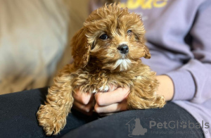 Foto №3. Welpen Cavapoo. Estland