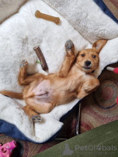 Foto №2 zu Ankündigung № 100324 zu verkaufen golden retriever - einkaufen USA quotient 	ankündigung