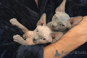 Foto №1. sphynx cat - zum Verkauf in der Stadt Olecko | 350€ | Ankündigung № 178690