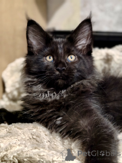 Foto №2 zu Ankündigung № 176887 zu verkaufen maine-coon-katze - einkaufen Russische Föderation vom kindergarten, züchter