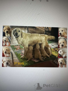 Foto №1. golden retriever - zum Verkauf in der Stadt Belgrad | verhandelt | Ankündigung № 142638
