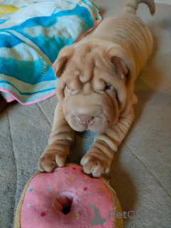 Foto №1. shar-pei - zum Verkauf in der Stadt Качканар | 300€ | Ankündigung № 114389