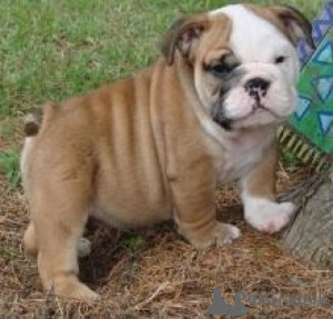 Foto №1. englische bulldogge - zum Verkauf in der Stadt Espoo | verhandelt | Ankündigung № 173985