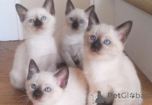 Foto №1. siamkatze - zum Verkauf in der Stadt Donzdorf | 450€ | Ankündigung № 166291