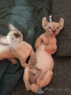 Foto №1. sphynx-katze - zum Verkauf in der Stadt Neubiberg | 800€ | Ankündigung № 146685