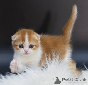 Foto №2 zu Ankündigung № 164253 zu verkaufen schottische faltohrkatze - einkaufen Belgien quotient 	ankündigung, züchter