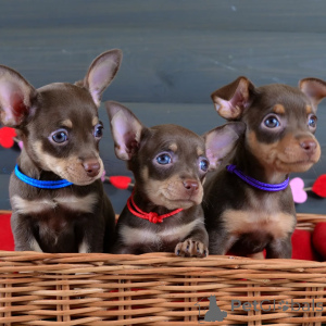 Foto №1. prager rattler - zum Verkauf in der Stadt Überllenlen | verhandelt | Ankündigung № 154702