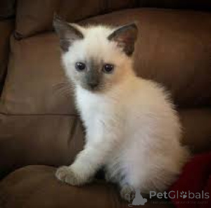 Foto №3. Chatons siamois prêts à rejoindre ihrer neuen Familie.. Frankreich
