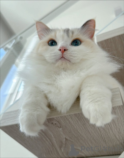 Foto №3. Lernen Sie Leo kennen, den mutigen Entdecker, neugierig, charmant und voller. Schweden