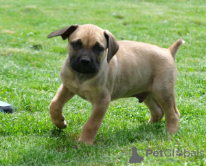 Zusätzliche Fotos: Boerboel-Welpen (Südafrikanischer Mastiff).