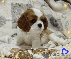 Foto №4. Ich werde verkaufen cavalier king charles spaniel in der Stadt Minsk. züchter - preis - verhandelt