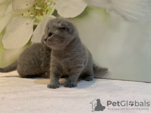 Foto №3. 2 gesunde Scottish Fold-Kätzchen zum Verkauf in Ihrer Nähe. Deutschland