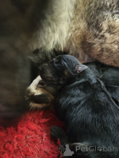 Foto №2 zu Ankündigung № 163412 zu verkaufen mischlingshund - einkaufen Estland quotient 	ankündigung