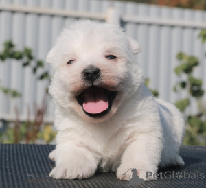 Foto №1. west highland white terrier - zum Verkauf in der Stadt Москва | 1232€ | Ankündigung № 70811