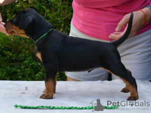 Foto №2 zu Ankündigung № 116263 zu verkaufen deutscher pinscher - einkaufen Polen züchter