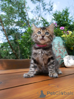 Foto №1. bengal katzenrasse - zum Verkauf in der Stadt Berlin | verhandelt | Ankündigung № 158797