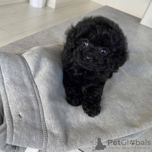 Foto №3. Teacup Pudelwelpen zur Adoption Business WhatsApp 37256062792. Finnland