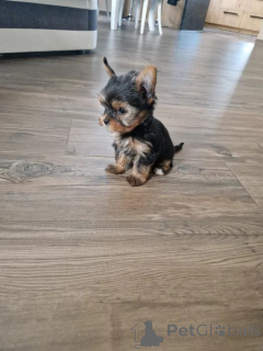 Foto №3. Yorkshire Terrier !! Hunde und Hündinnen. Polen