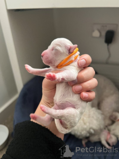 Foto №4. Ich werde verkaufen bichon frisé in der Stadt Гёппинген.  - preis - 550€