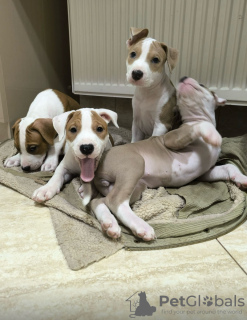 Foto №2 zu Ankündigung № 128093 zu verkaufen amerikanischer staffordshire terrier - einkaufen Moldawien quotient 	ankündigung