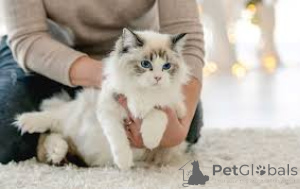 Foto №1. ragdoll-katze - zum Verkauf in der Stadt München | verhandelt | Ankündigung № 136577