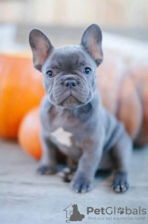 Foto №3. französische Bulldog Welpen. Italien