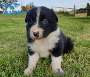 Foto №3. Entzückende Border-Collie-Welpen zur kostenlosen Adoption. Deutschland