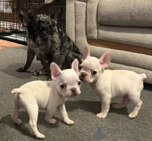 Foto №4. Ich werde verkaufen französische bulldogge in der Stadt Leverkusen. quotient 	ankündigung - preis - 299€