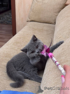 Foto №3. Britisches Kurzhaar-Kätzchen. Deutschland