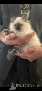 Foto №1. ragdoll-katze - zum Verkauf in der Stadt Albacete | 400€ | Ankündigung № 161655
