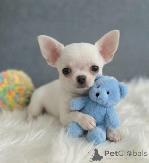 Foto №2 zu Ankündigung № 175076 zu verkaufen chihuahua - einkaufen Dänemark 