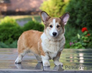 Foto №2 zu Ankündigung № 12238 zu verkaufen welsh corgi - einkaufen Ukraine züchter