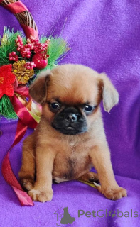 Foto №3. Kleiner Brabançon-Junge. Russische Föderation