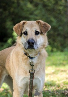 Foto №3. Ein wundervolles Barrabulka sucht ein Haus und eine liebevolle Familie!. Russische Föderation