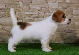 Zusätzliche Fotos: Luxuriöse Jack Russell Terrier Welpen