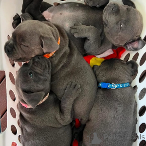 Foto №2 zu Ankündigung № 163891 zu verkaufen staffordshire bull terrier - einkaufen Frankreich quotient 	ankündigung, züchter