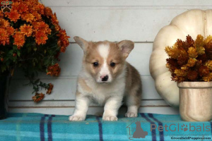 Zusätzliche Fotos: Schöne KC registrierte Pembrokeshire Corgis