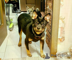 Foto №3. Niemand wird so einen Hund haben! nur für dich! neue Rasse. Russische Föderation